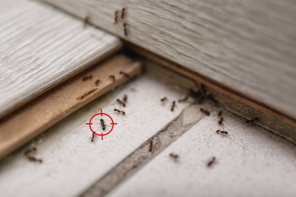 Pest Prevention Services in Fredericktown, MO